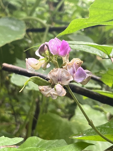 Hyacinth bean (Lablab purpureus)