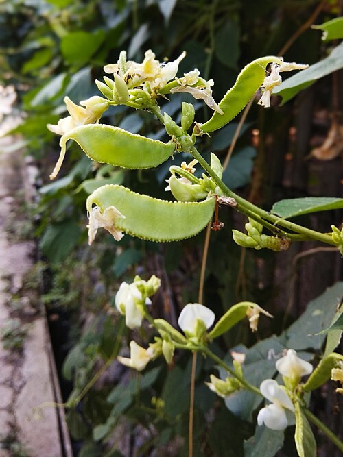 Hyacinth bean: Lablab bean