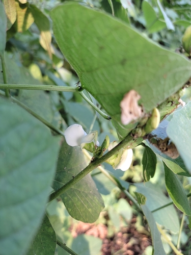 Hyacinth bean