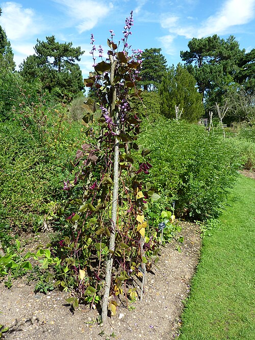 Hyacinth bean: Taken in the Cambridge University Botanic Garden