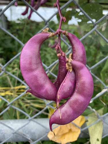 Hyacinth bean (Lablab purpureus)