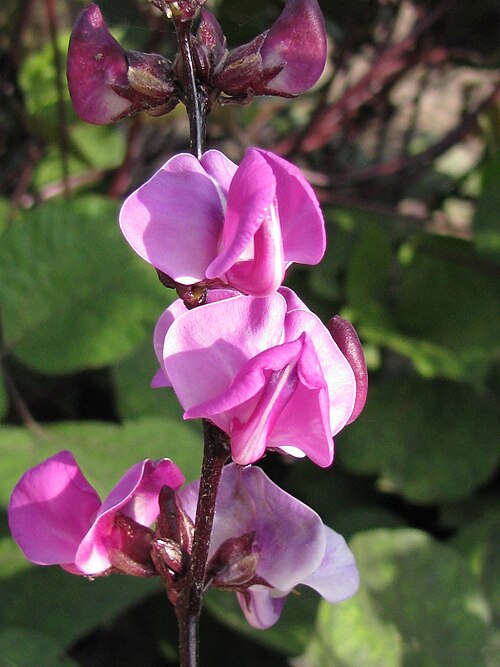 Hyacinth bean: Фото Dolichos lablab - Доліхос або Лобія або Гіацинтові боби- Суцвіття