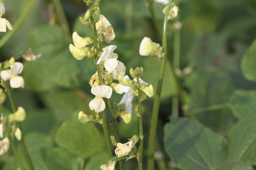 Hyacinth bean (Lablab purpureus)
