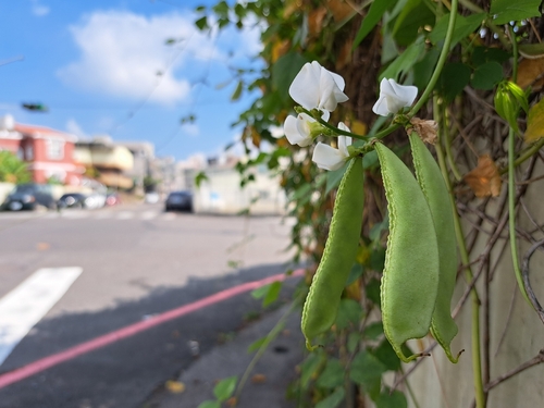 Hyacinth bean (Lablab purpureus)