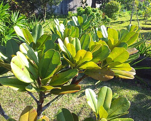 Labourdonnaisia calophylloides: Labourdonnaisia calophylloides - Bois de Natte a Petites Feuilles - MonVert Arboretum