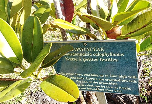 Labourdonnaisia calophylloides: Labourdonnaisia calophylloides - Bois de Natte a Petites Feuilles - MonVert Arboretum