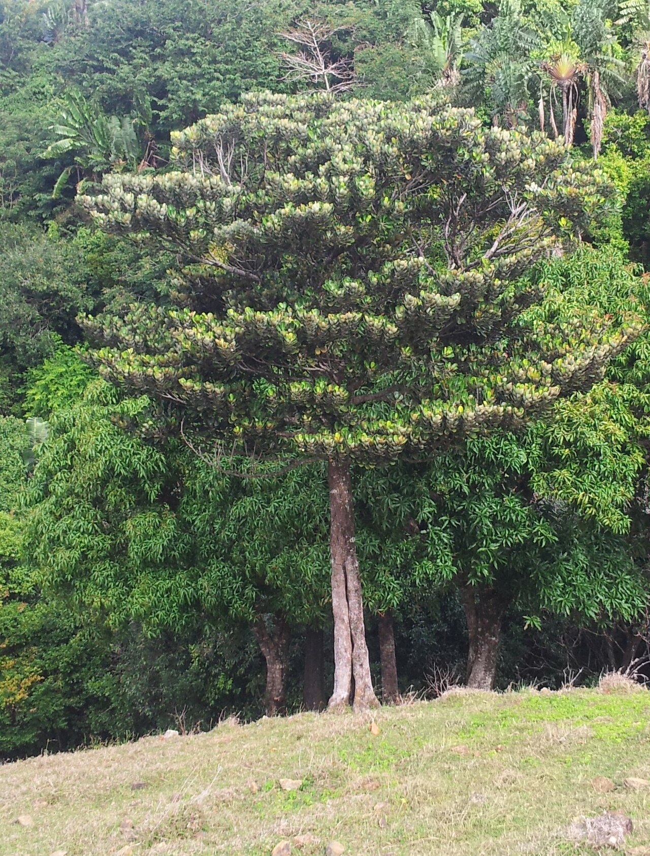 Labourdonnaisia glauca: Bois de Natte Grande Feuilles - Labourdonnaisia glauca - Vallée de Ferney - Mauritius