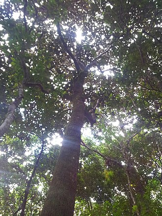 Labourdonnaisia glauca: Bois de Natte Grande Feuilles - Labourdonnaisia glauca - Vallée de Ferney - Mauritius