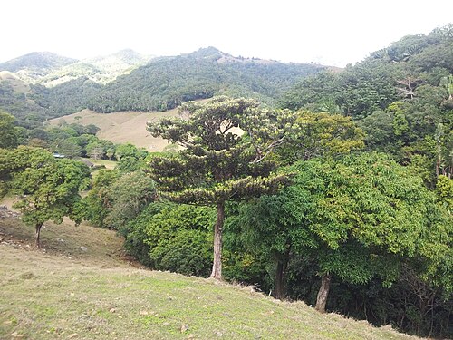 Labourdonnaisia glauca: Bois de Natte Grande Feuilles - Labourdonnaisia glauca - Vallée de Ferney - Mauritius
