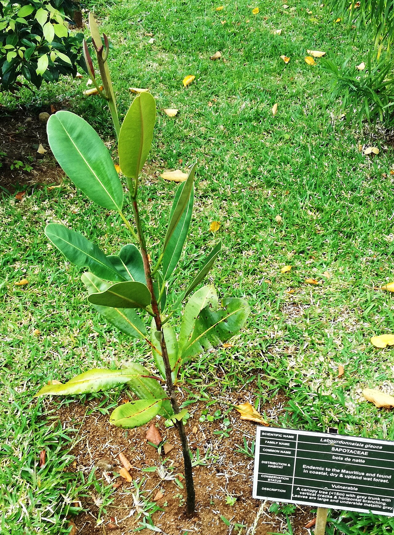 Labourdonnaisia glauca: Vallee d'Oosterlog Endemic Gardens - Mauritius - Specimens
