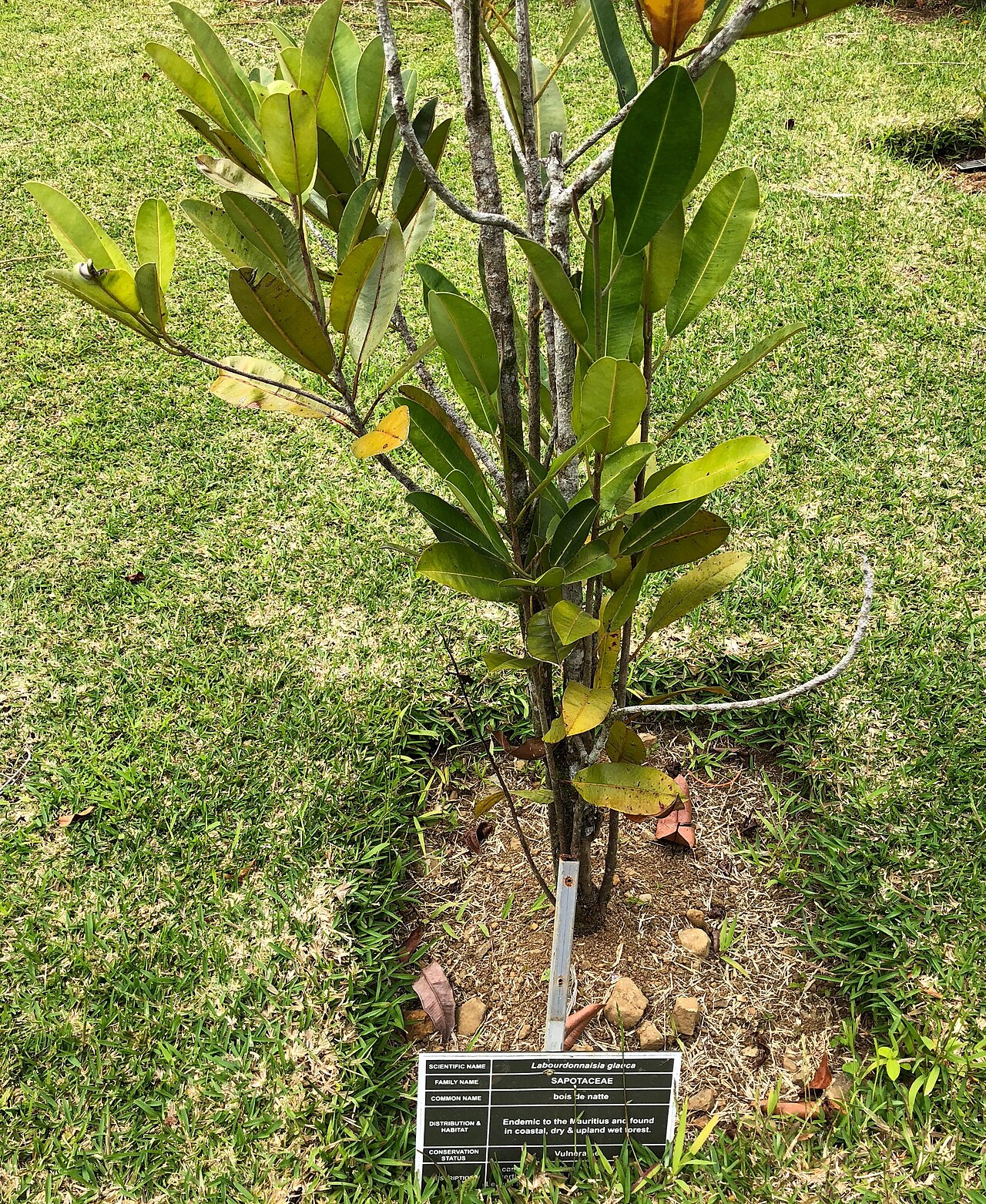Labourdonnaisia glauca: Vallee d'Oosterlog Endemic Gardens - Mauritius - Specimens