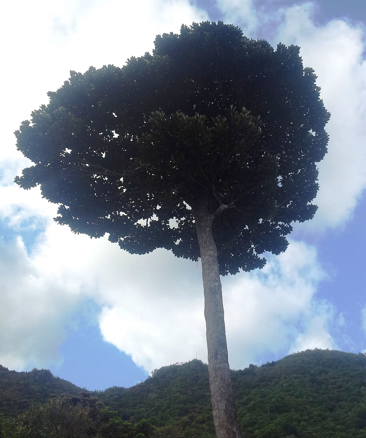Labourdonnaisia glauca: Bois de Natte Grande Feuilles - Labourdonnaisia glauca - Vallée de Ferney - Mauritius
