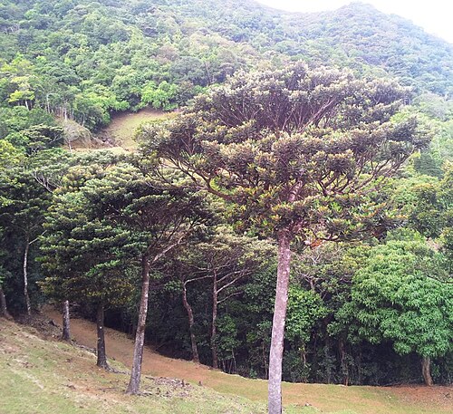 Labourdonnaisia glauca: Bois de Natte Grande Feuilles - Labourdonnaisia glauca - Vallée de Ferney - Mauritius