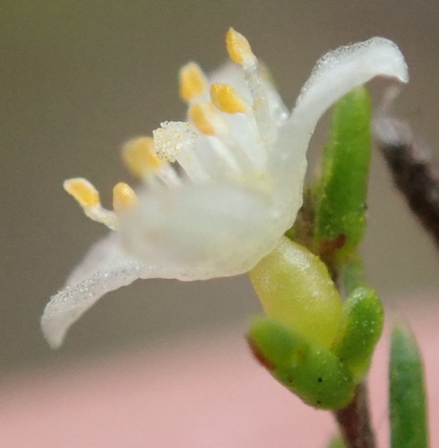 Lachnaea axillaris (Lachnaea axillaris)