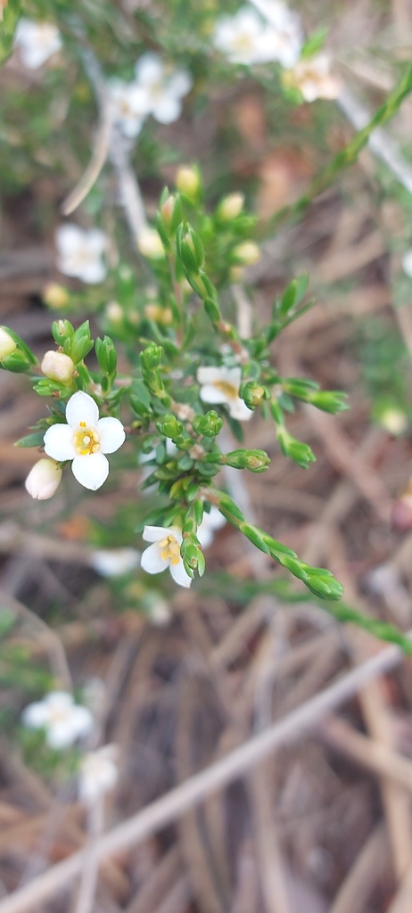 Lachnaea axillaris (Lachnaea axillaris)