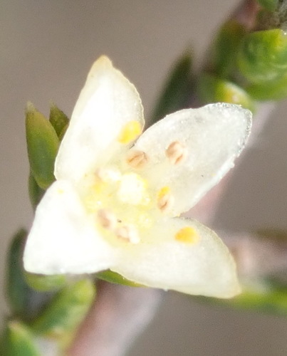 Lachnaea axillaris (Lachnaea axillaris)
