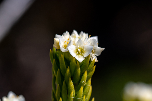 Blushing mountain carnation (Lachnaea densiflora)