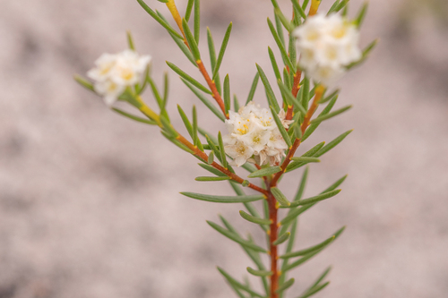 Blushing mountain carnation (Lachnaea densiflora)