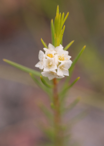 Blushing mountain carnation (Lachnaea densiflora)