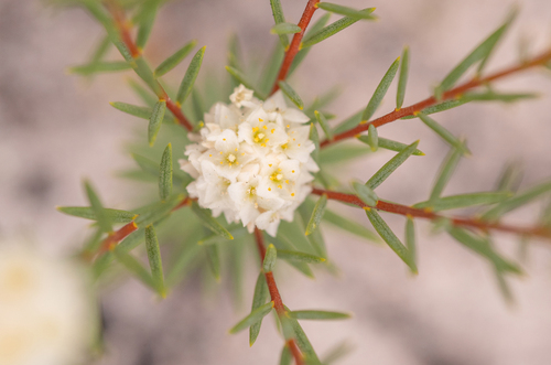 Blushing mountain carnation (Lachnaea densiflora)