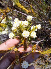 Blushing mountain carnation (Lachnaea densiflora)