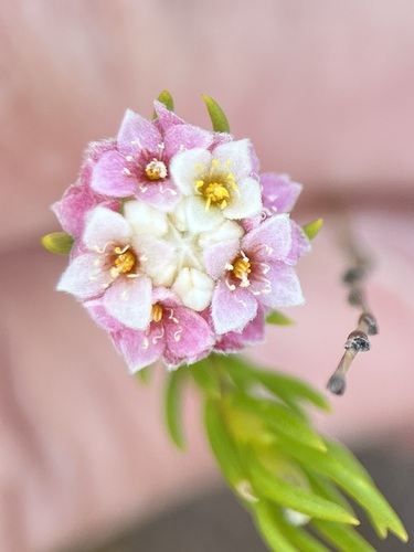 Blushing mountain carnation (Lachnaea densiflora)