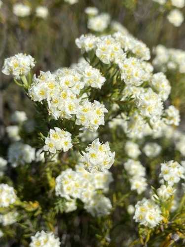 Blushing mountain carnation (Lachnaea densiflora)