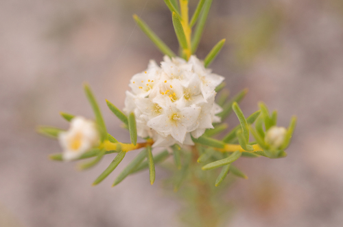 Blushing mountain carnation (Lachnaea densiflora)