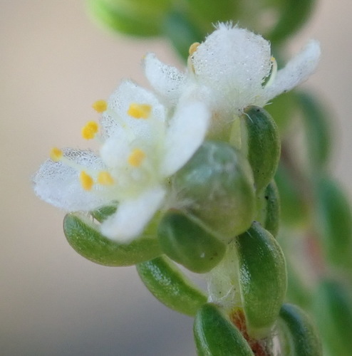 Lachnaea ericoides (Lachnaea ericoides)