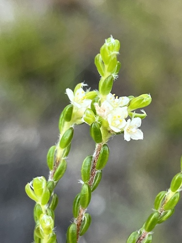 Lachnaea ericoides (Lachnaea ericoides)