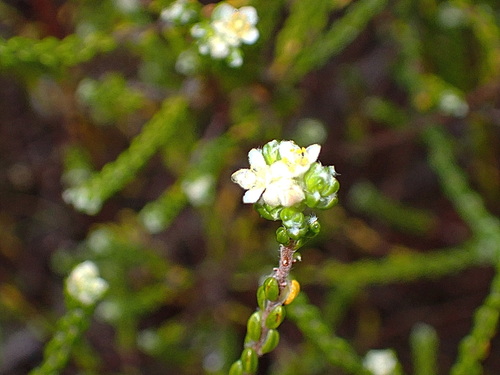 Lachnaea ericoides (Lachnaea ericoides)