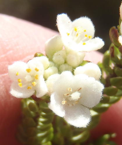 Lachnaea ericoides (Lachnaea ericoides)