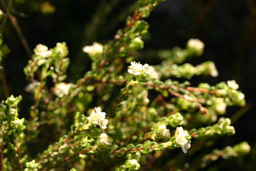 Lachnaea ericoides (Lachnaea ericoides)