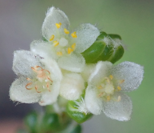 Lachnaea ericoides (Lachnaea ericoides)