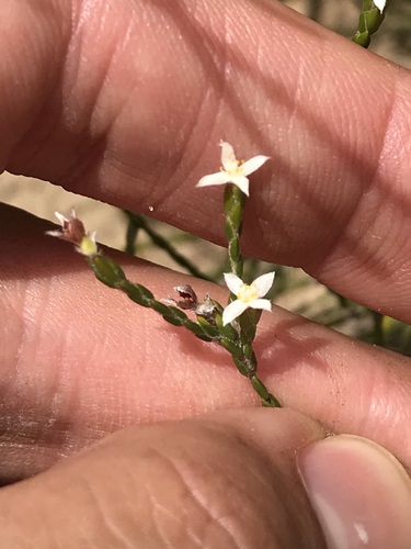Lachnaea ericoides (Lachnaea ericoides)