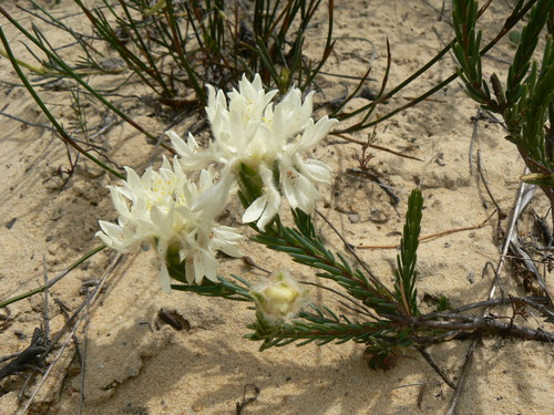 Lachnaea eriocephala (Lachnaea eriocephala)