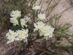 Lachnaea eriocephala (Lachnaea eriocephala)