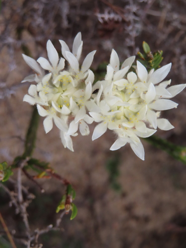 Lachnaea eriocephala (Lachnaea eriocephala)