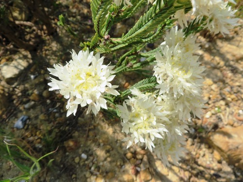 Lachnaea eriocephala (Lachnaea eriocephala)