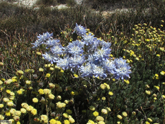 Lachnaea filamentosa (Lachnaea filamentosa)