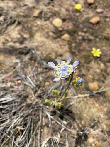 Lachnaea filamentosa (Lachnaea filamentosa)