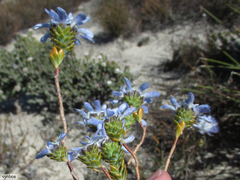 Lachnaea filamentosa (Lachnaea filamentosa)