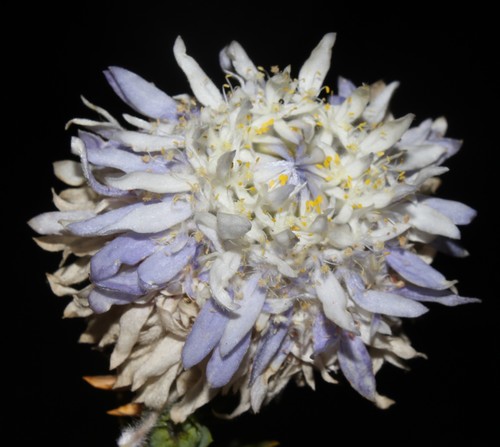 Lachnaea filamentosa (Lachnaea filamentosa)