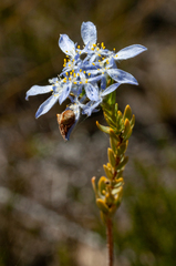 Lachnaea filamentosa (Lachnaea filamentosa)