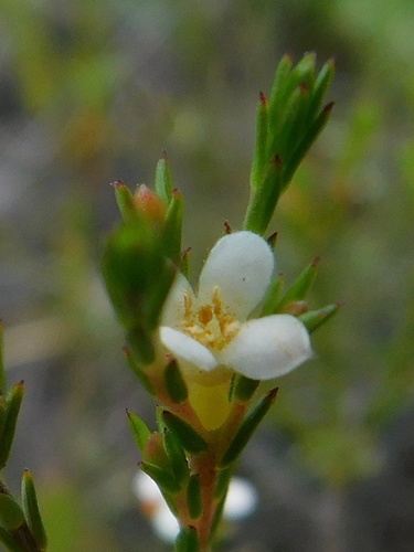 Lachnaea filicaulis (Lachnaea filicaulis)