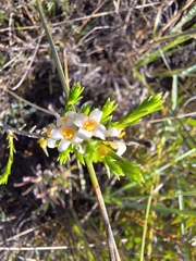Lachnaea filicaulis (Lachnaea filicaulis)