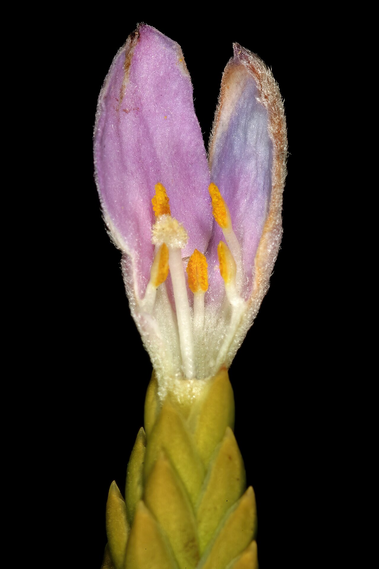 Greater mountain carnation: Lachnaea grandiflora , relatively old flower (have started to fade); two front petal-like sepals removed; Cape Point Nature Reserve, Cape Town, Western Cape, So