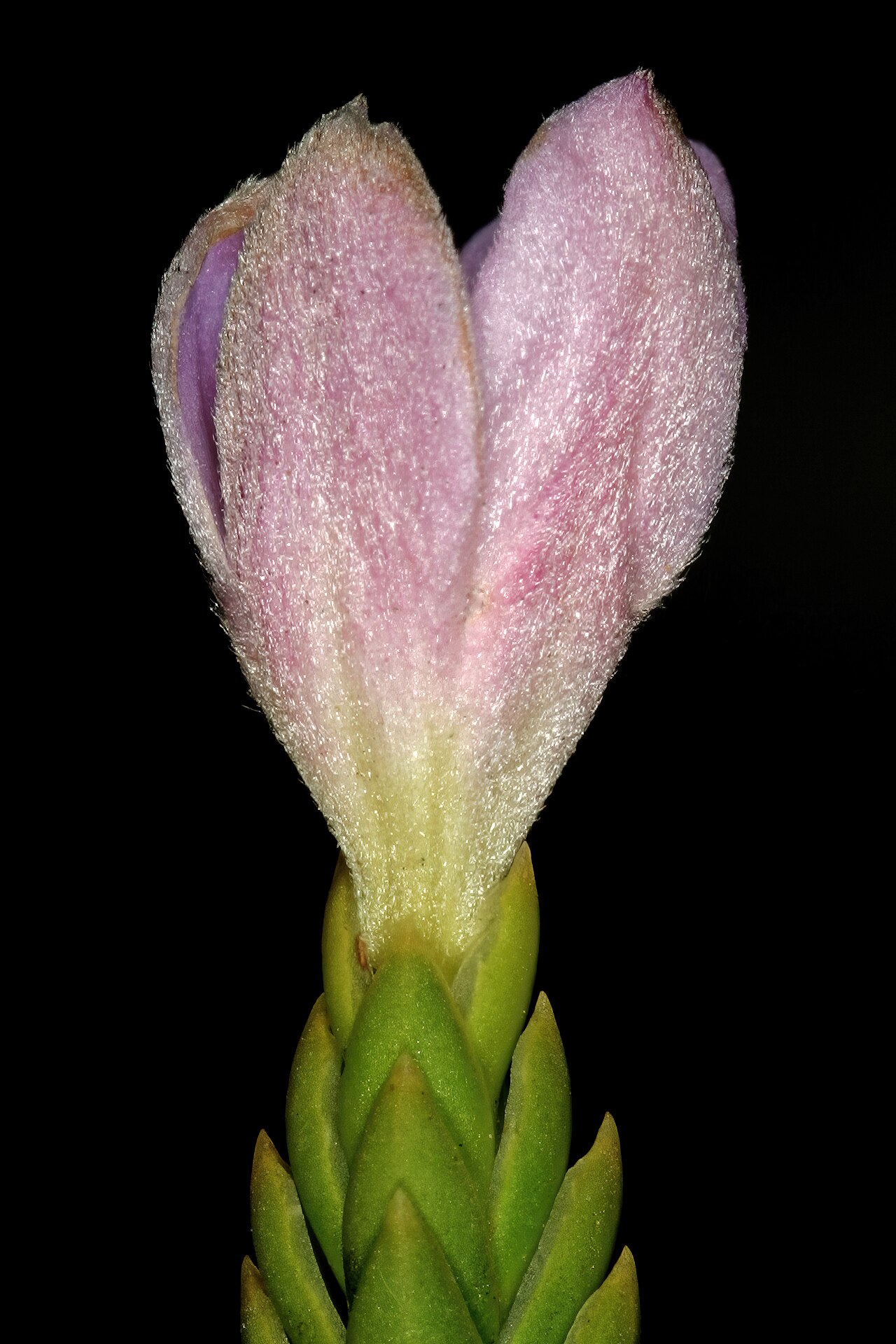 Greater mountain carnation: Lachnaea grandiflora , relatively old flower (have started to fade); Cape Point Nature Reserve, Cape Town, Western Cape, South Africa