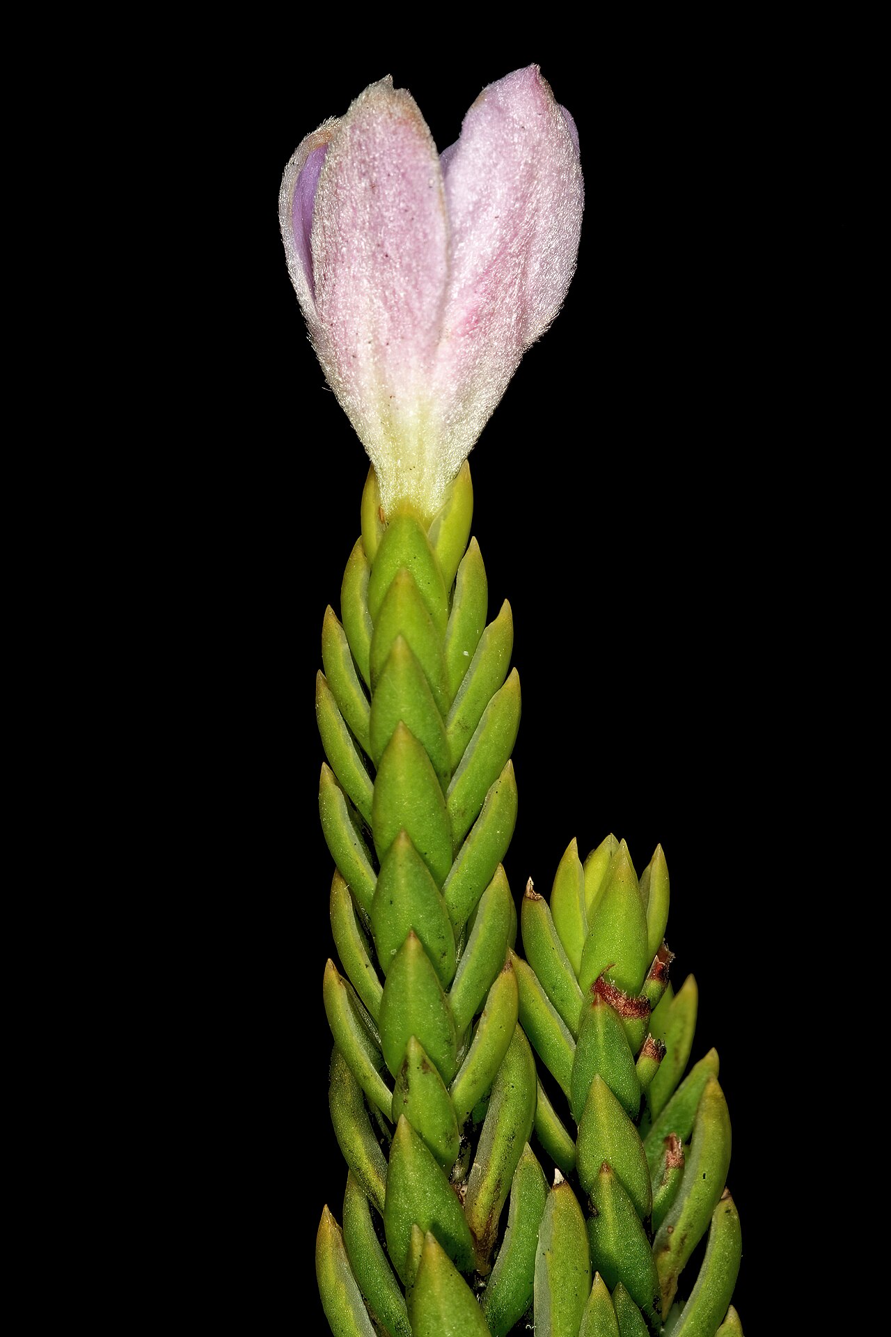 Greater mountain carnation: Lachnaea grandiflora , relatively old flower (have started to fade); Cape Point Nature Reserve, Cape Town, Western Cape, South Africa
