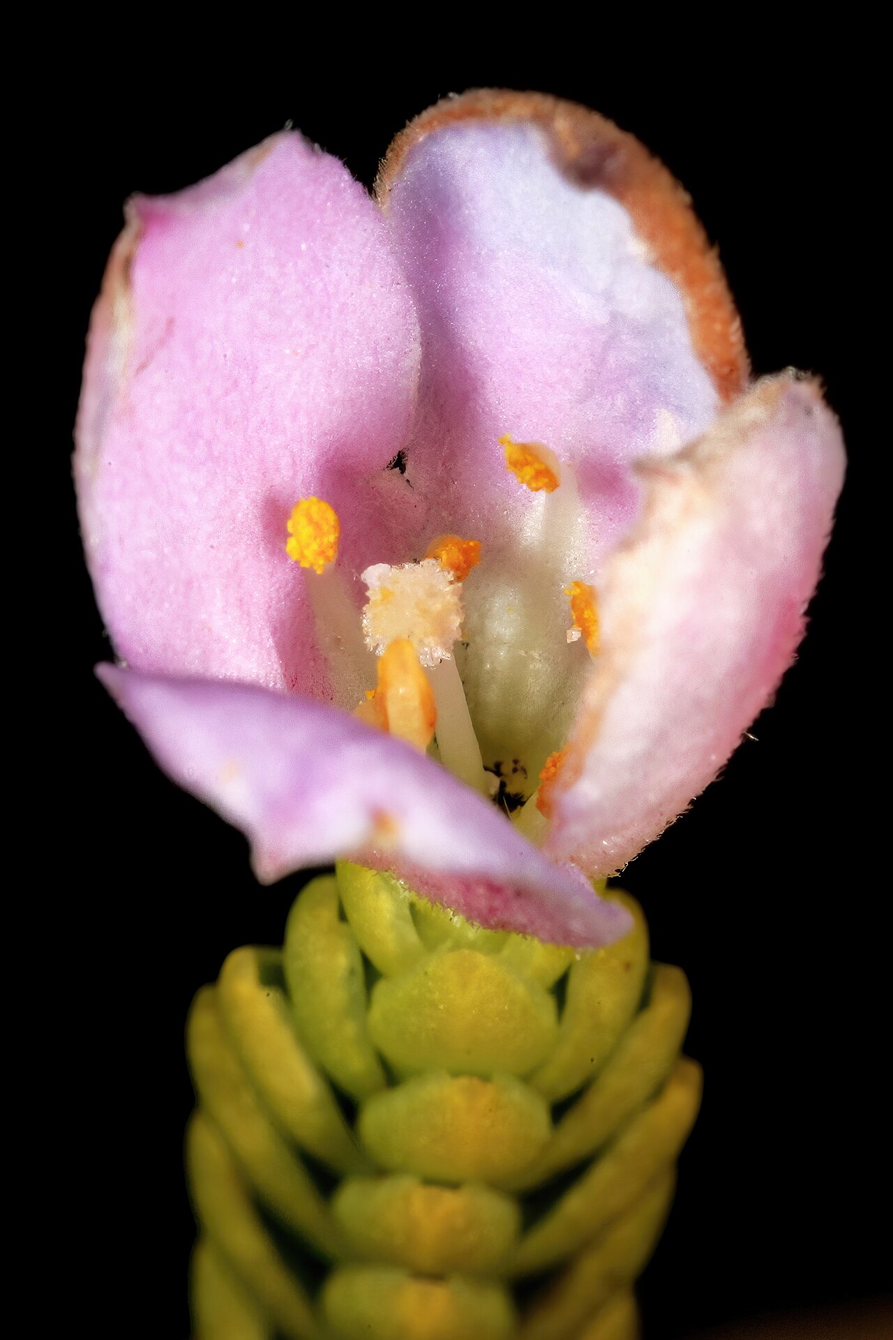 Greater mountain carnation: Lachnaea grandiflora , relatively old flower (have started to fade); Cape Point Nature Reserve, Cape Town, Western Cape, South Africa